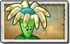 Bloomerang