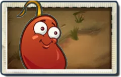 Chili Bean