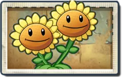 Twin Sunflower