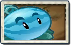 Winter Melon
